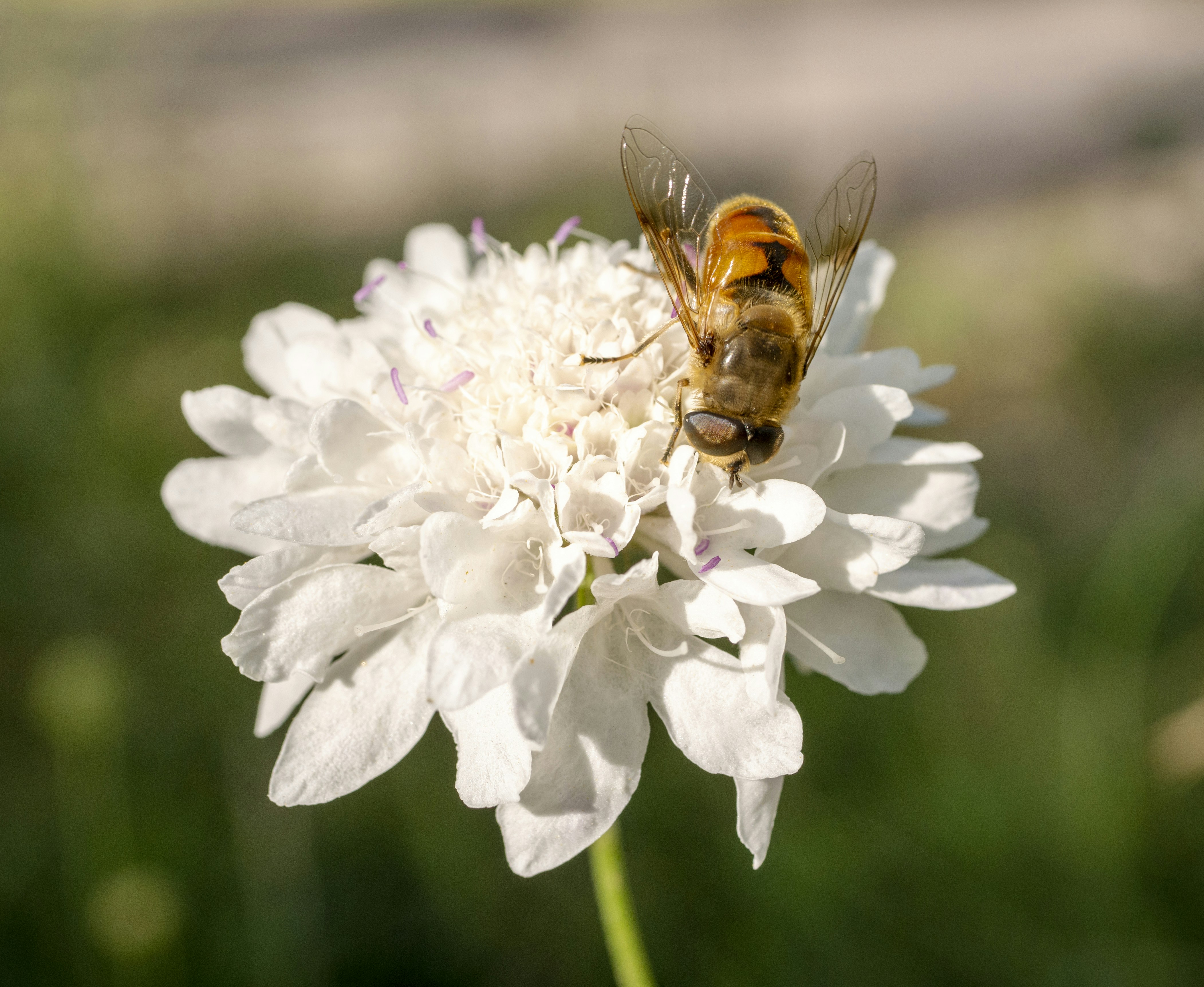 Photo by paoalchapar