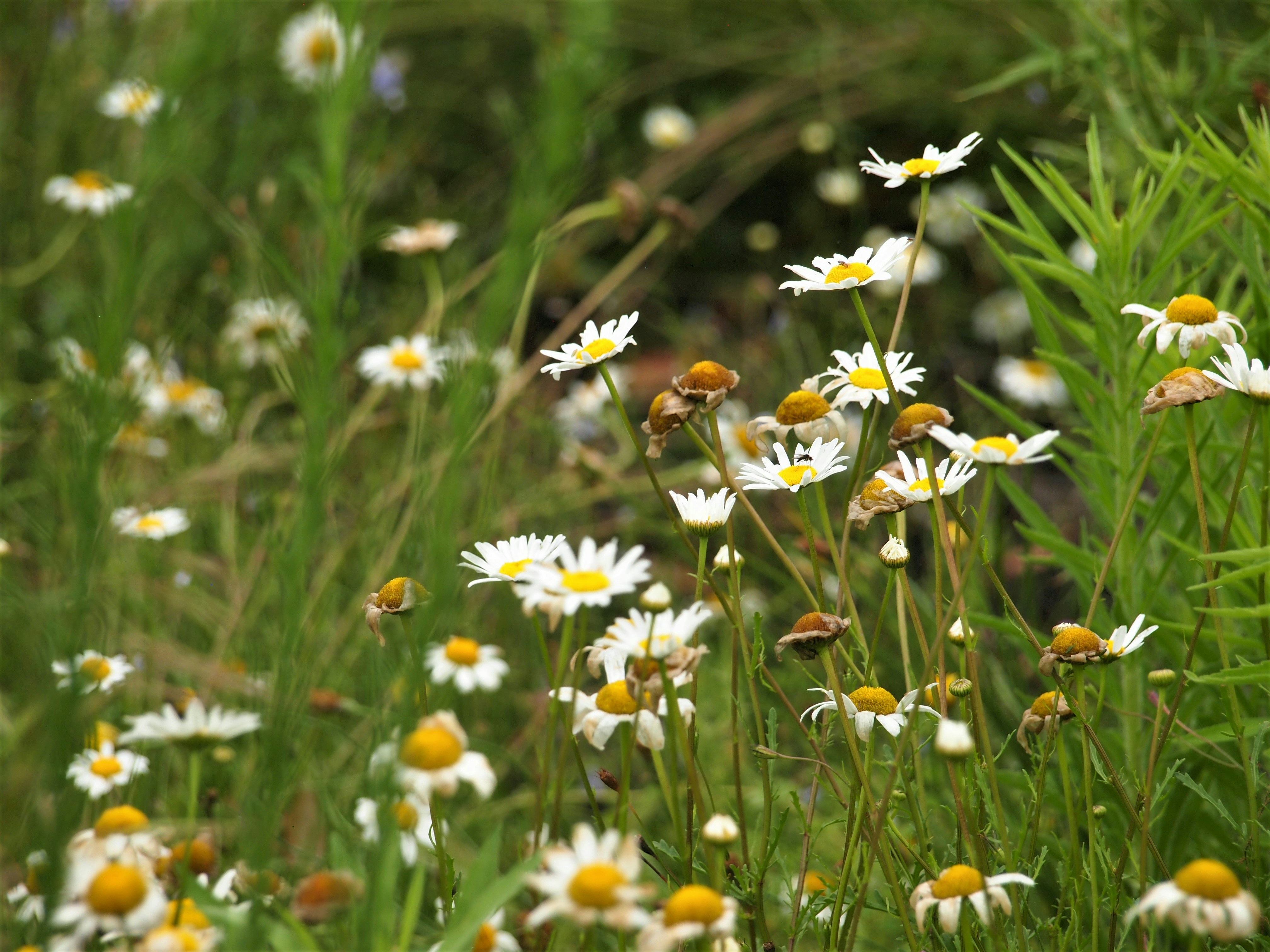 Photo by bluephoto118