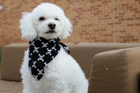 A stylish pitbull wearing a cool bandana sitting next to a pair of edgy boots.