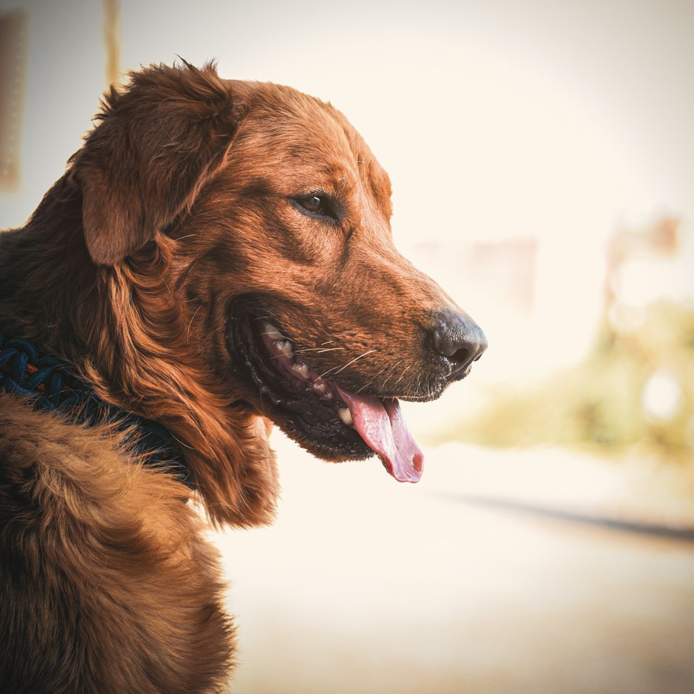 a close up of a dog with its mouth open