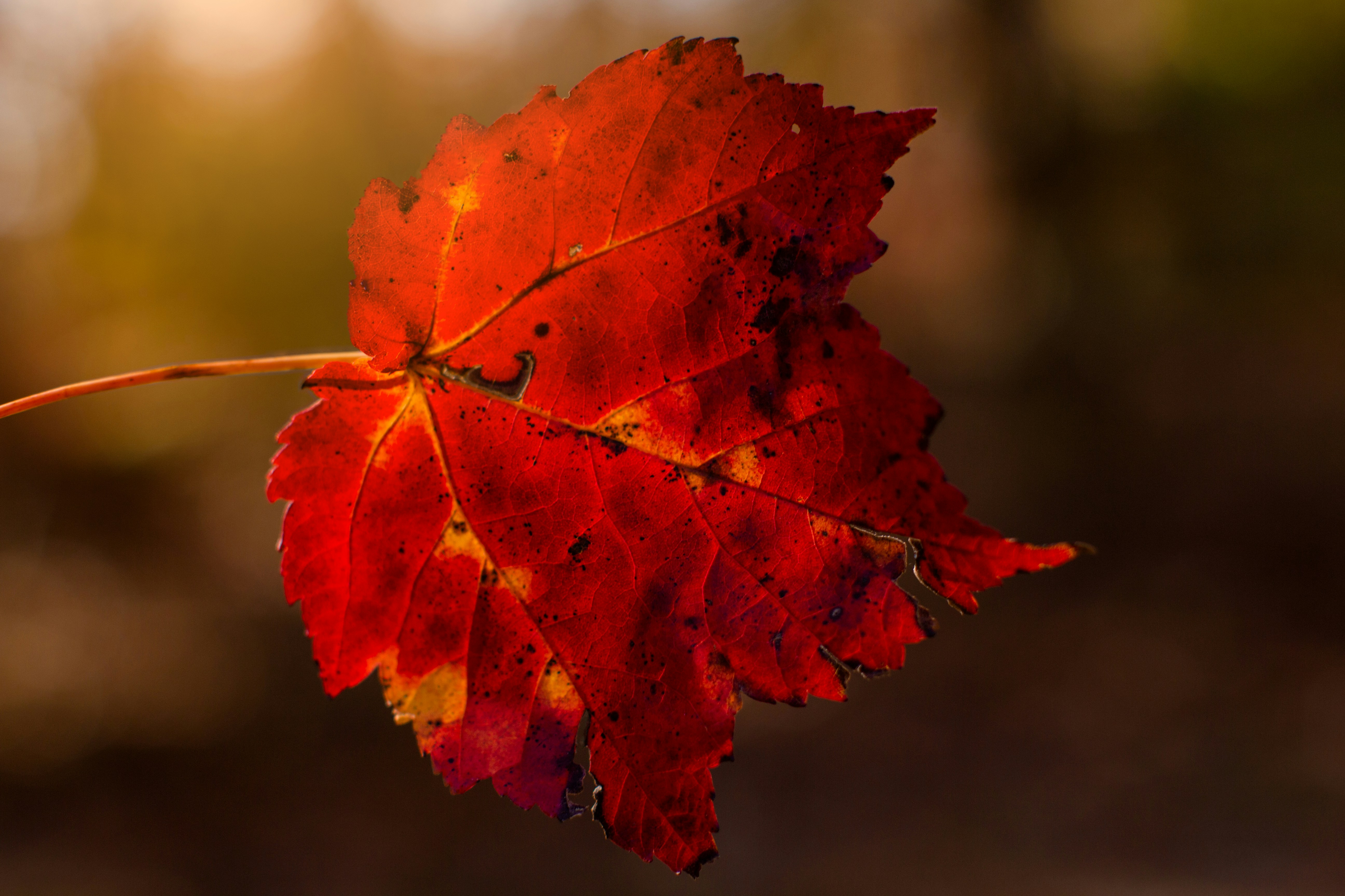 Photo by emmanuelphaeton