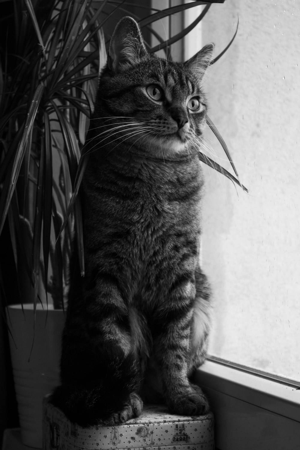 a black and white photo of a cat sitting on a window sill