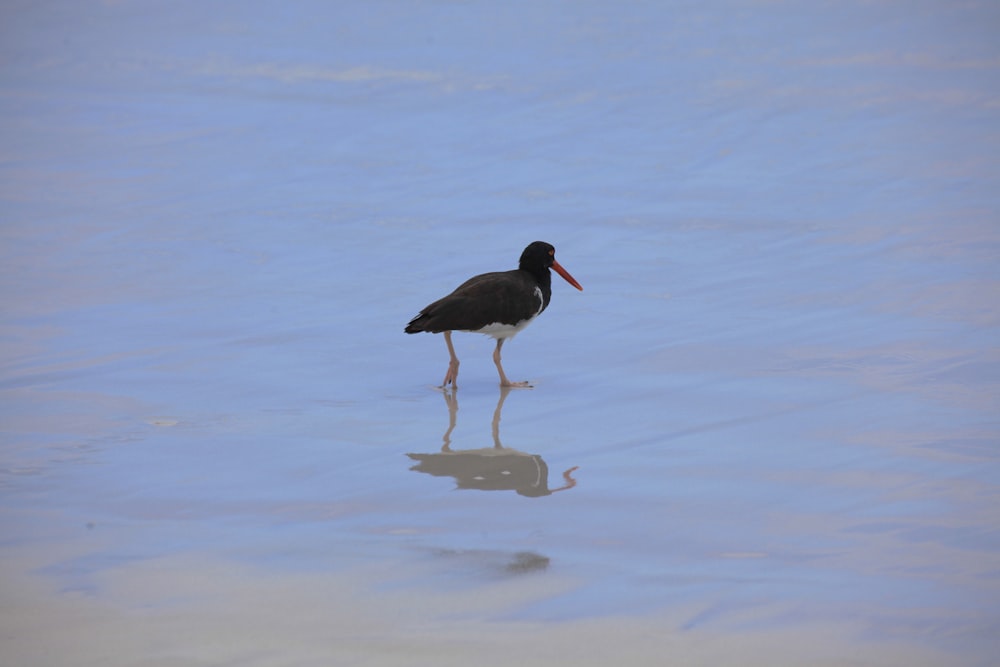 a black and white bird is standing in the water