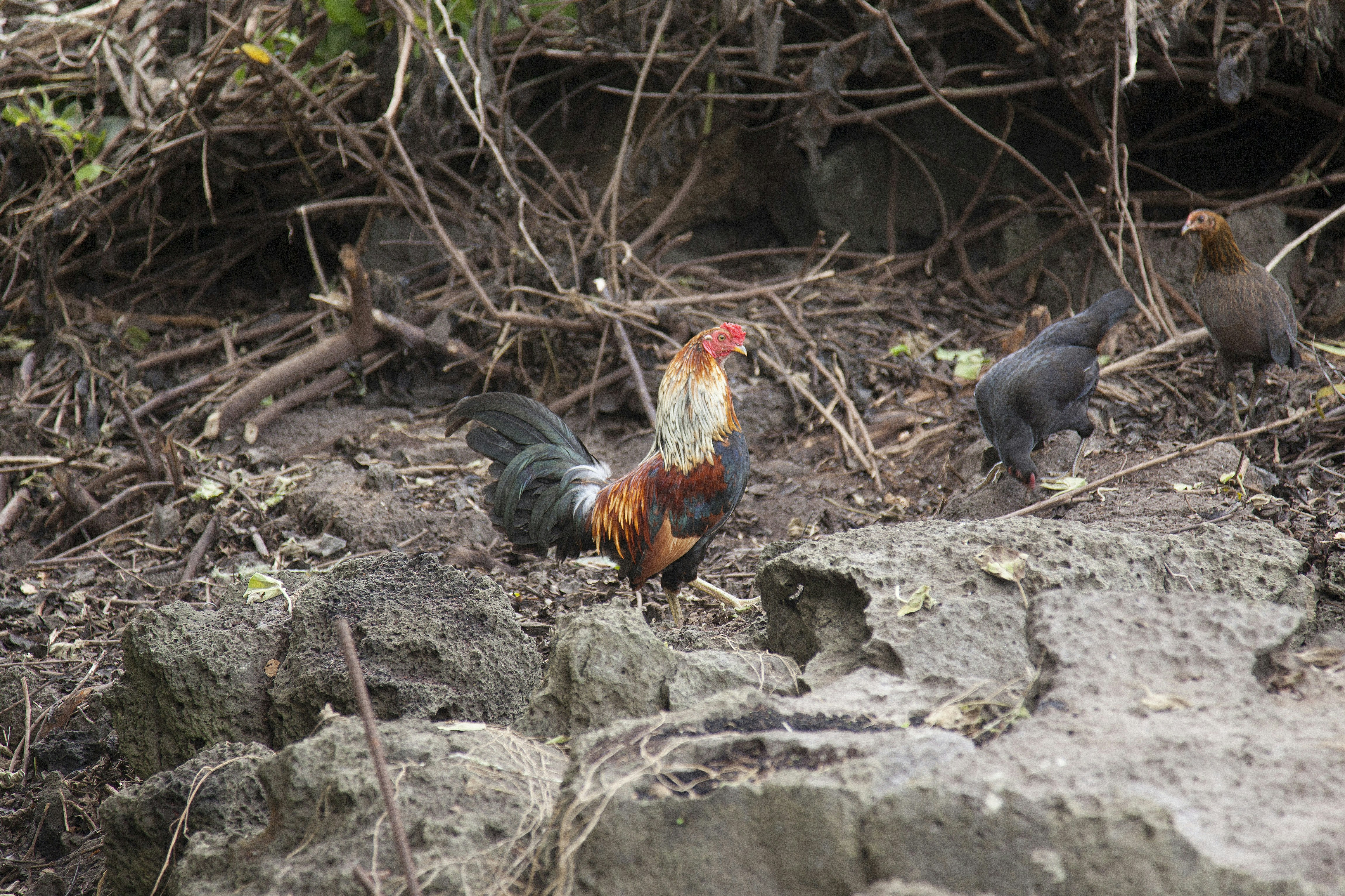 a couple of chickens standing on top of a dirt field