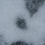 a snow covered ground with a paw print in the snow