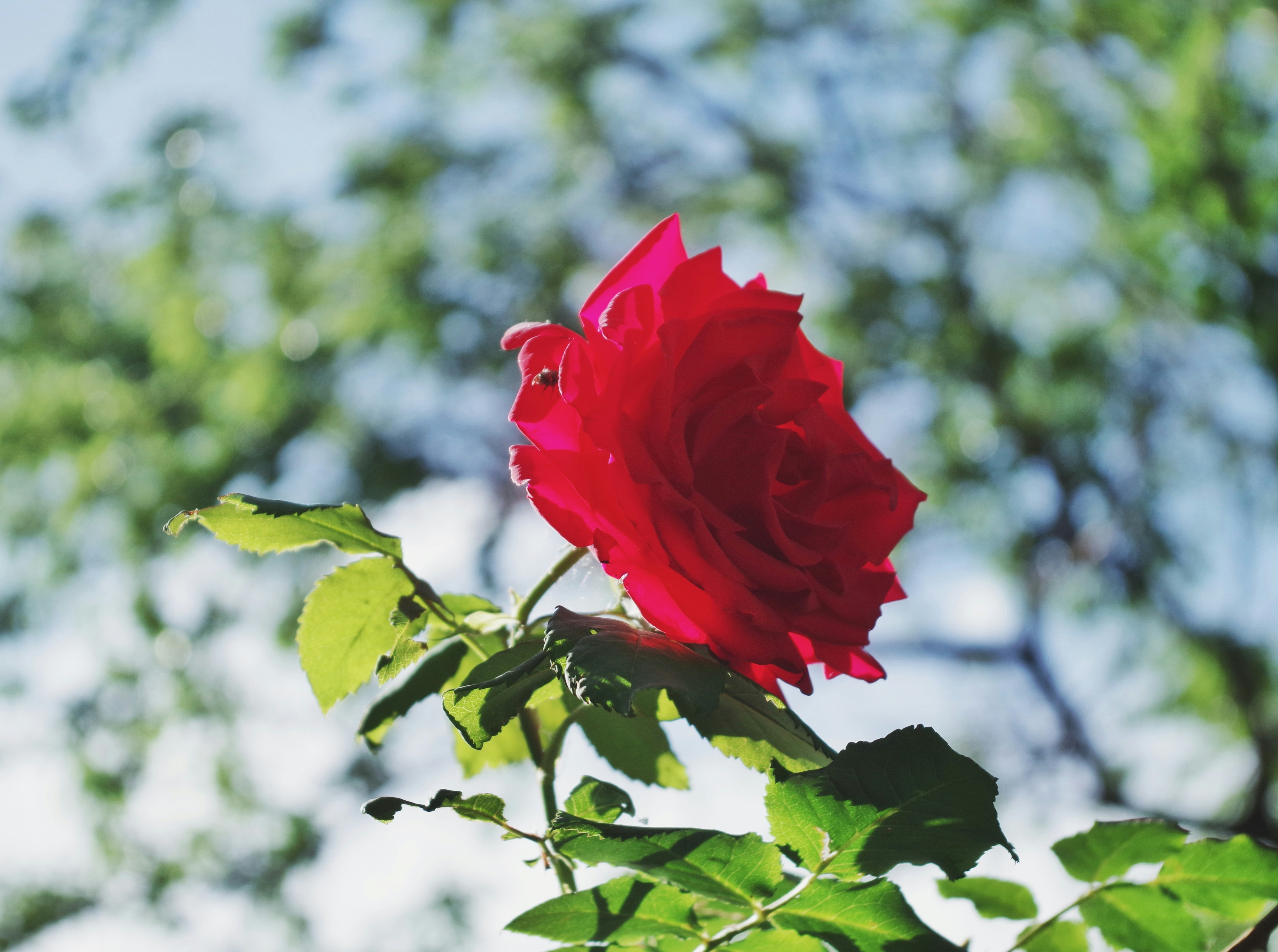 Photo by 0ruofei0