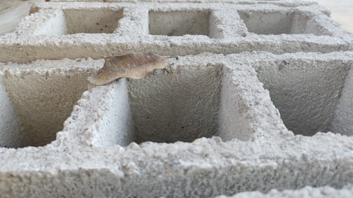 A cinder block is shown in close-up, revealing its rough, textured surface and square cavities. A dry brown leaf rests on top, adding contrast to the grey concrete.