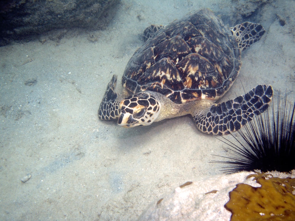 a sea turtle swimming on the ocean floor