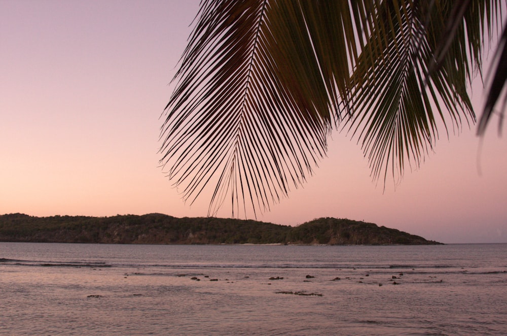 a palm tree hanging over a body of water