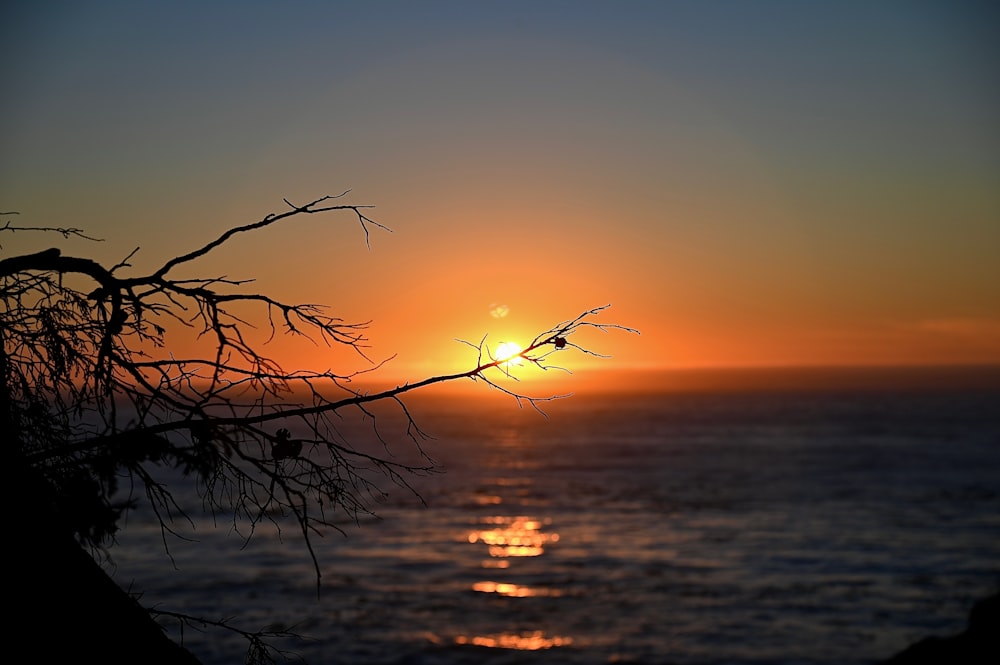 the sun is setting over the ocean with a tree branch in the foreground