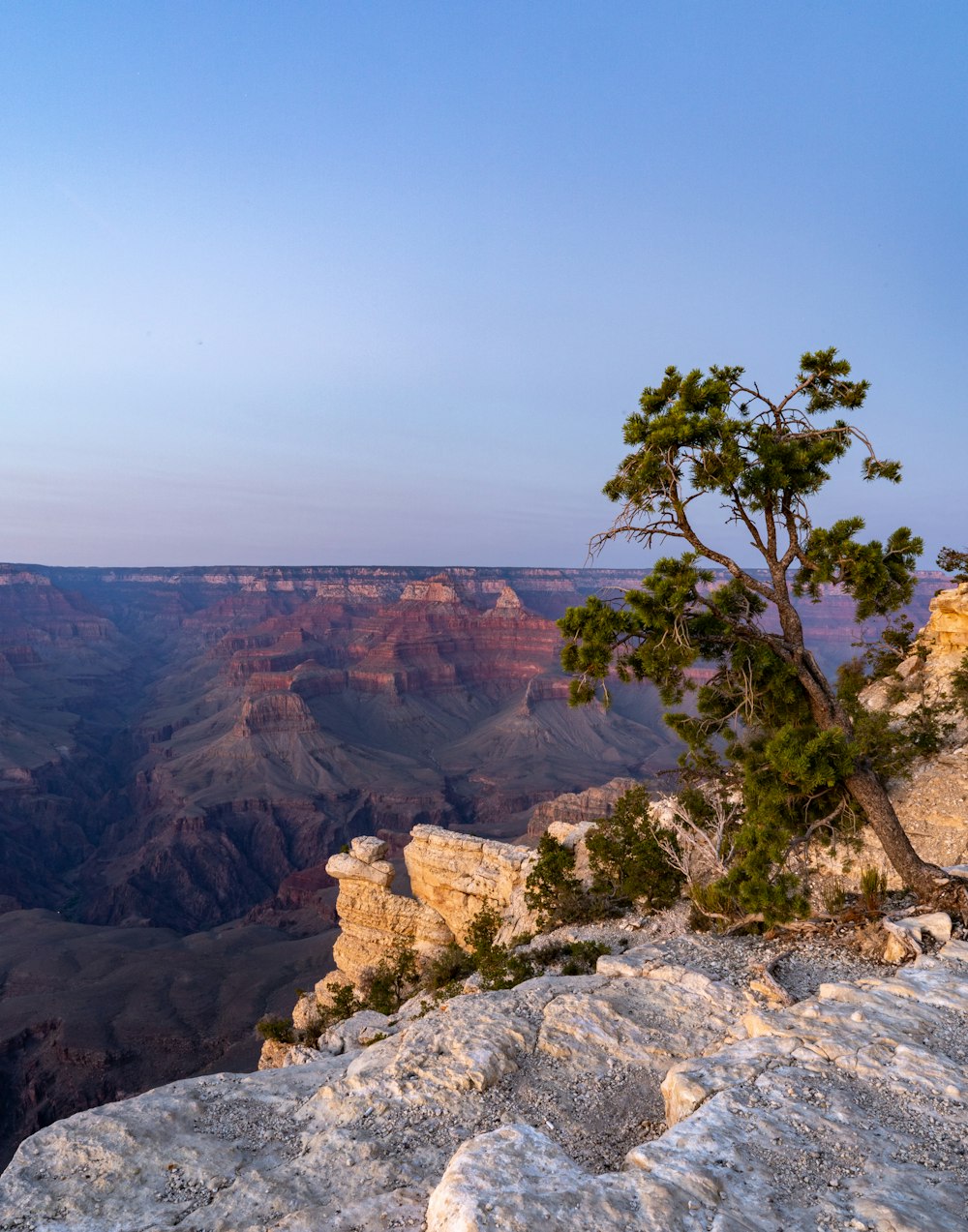 a lone tree on the edge of a cliff