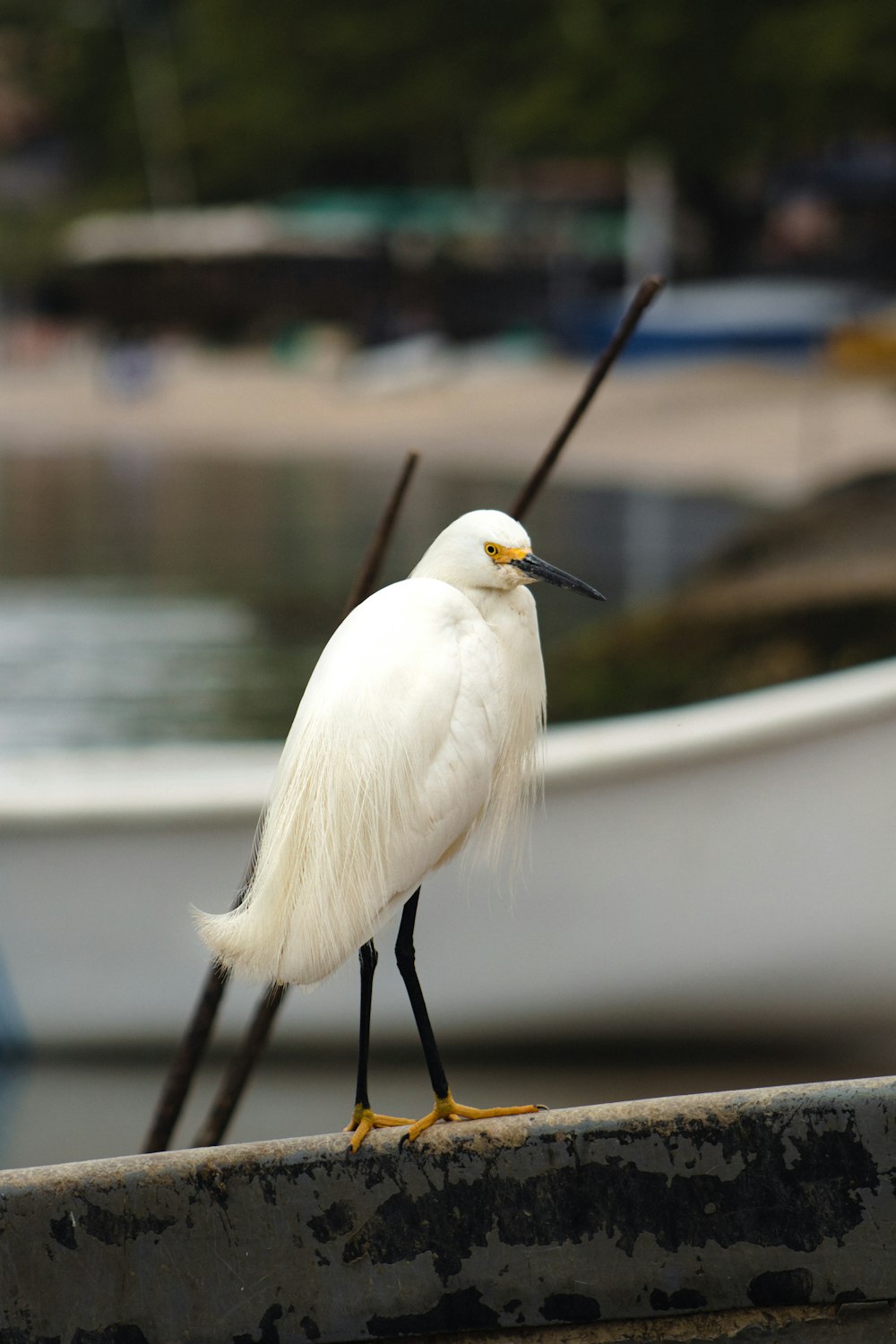 a white bird standing on the edge of a boat