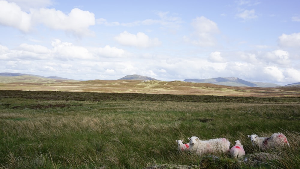 a herd of sheep walking across a lush green field