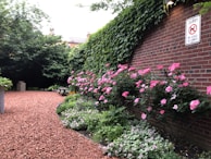 A tranquil garden scene featuring a path covered with reddish gravel. Along the right side, a brick wall is adorned with lush greenery and vibrant pink flowers. A bench is positioned underneath a large tree offering a shaded area. A sign on the wall indicates 'No Dogs Allowed'.