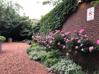 A tranquil garden scene featuring a path covered with reddish gravel. Along the right side, a brick wall is adorned with lush greenery and vibrant pink flowers. A bench is positioned underneath a large tree offering a shaded area. A sign on the wall indicates 'No Dogs Allowed'.