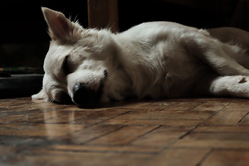 a white dog laying on a wooden floor