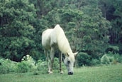 A serene scene of a horse grazing in a lush green field, symbolizing care and comfort.
