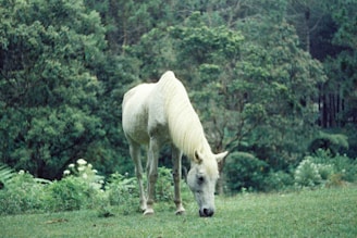 A serene horse resting peacefully in the lush green fields of the care farm.