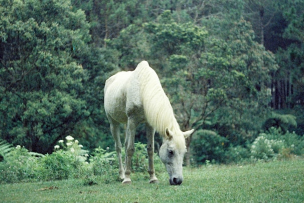 A serene horse resting peacefully in the lush green fields of the care farm.