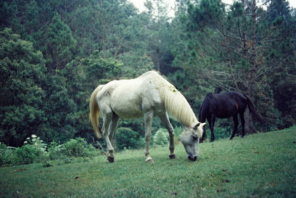 Un par de caballos que están parados en la hierba