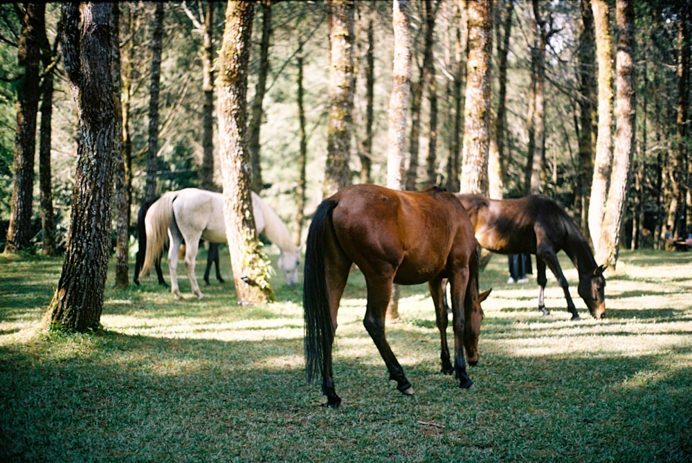 a group of horses grazing in a wooded area
