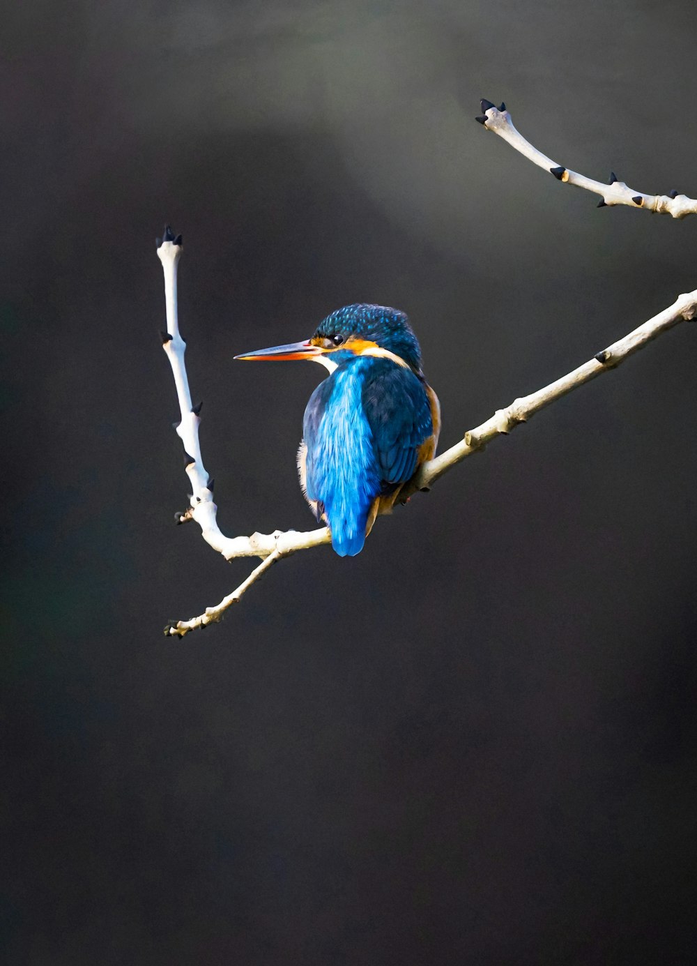 un uccello blu seduto su un ramo di un albero