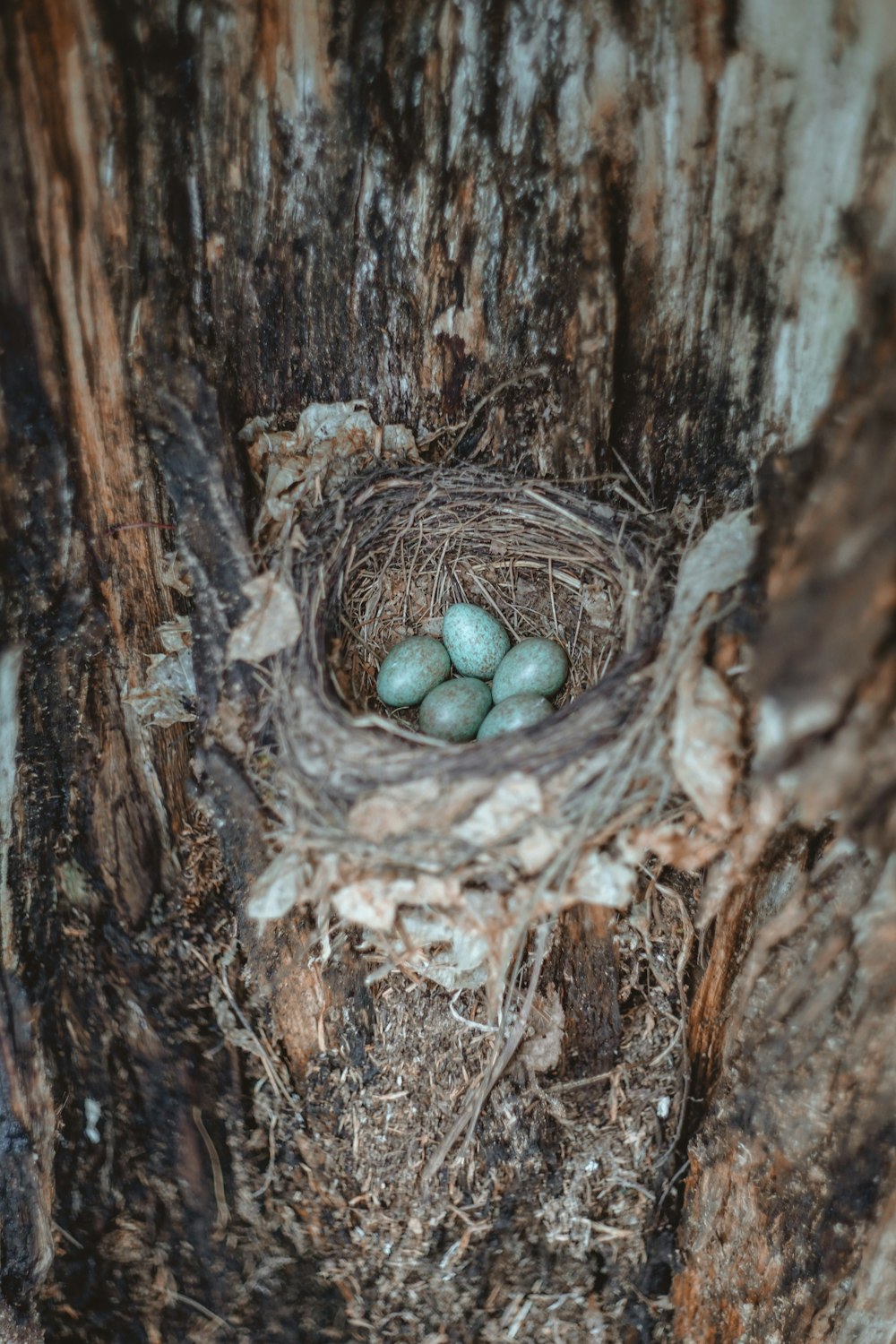 a bird's nest with three eggs in a tree