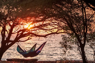 a hammock hanging from a tree in front of a body of water