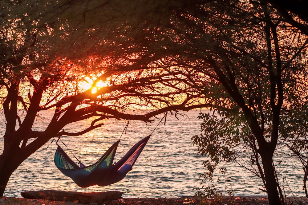 a hammock hanging from a tree in front of a body of water