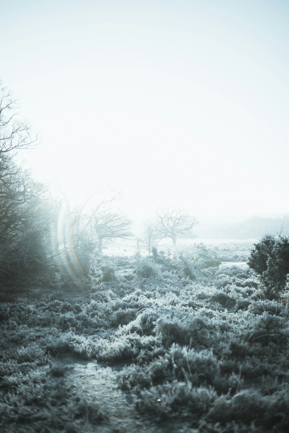 a foggy field with trees and bushes in the foreground