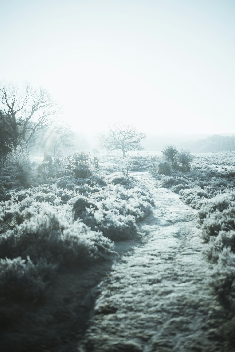 a snow covered path in the middle of a field