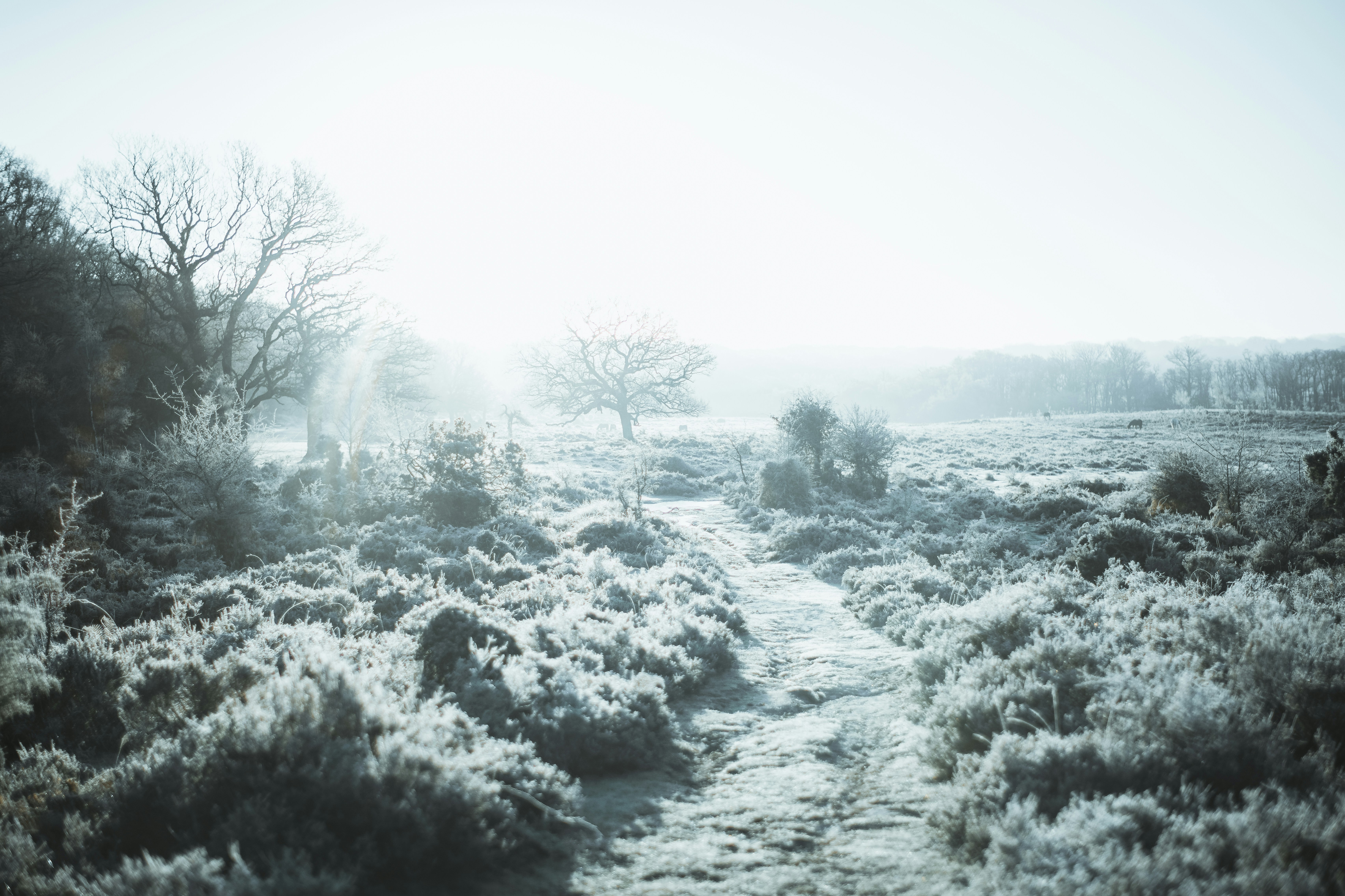 Photo by anniespratt