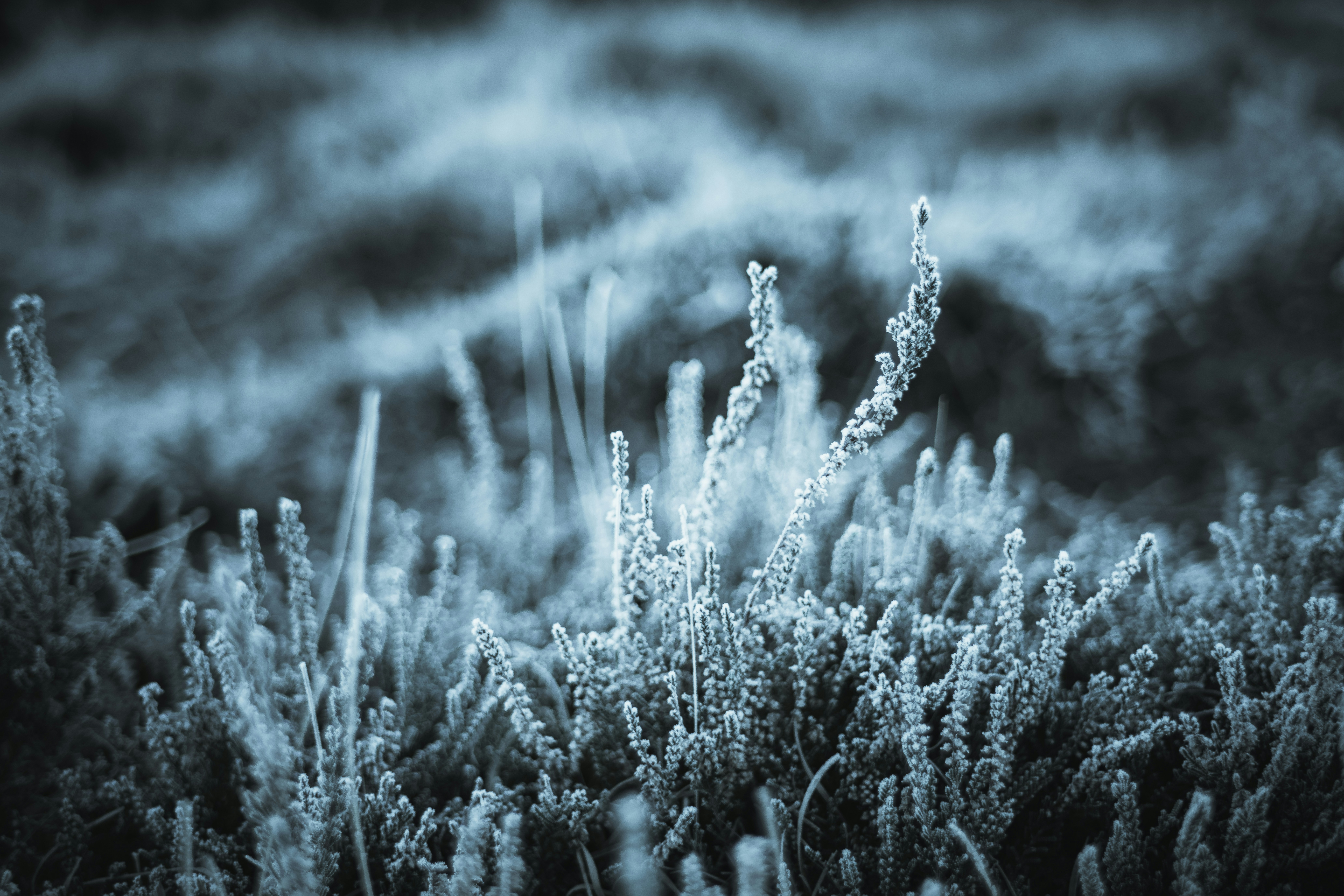 Robert Frost Quotes About Life to Comfort the Soul