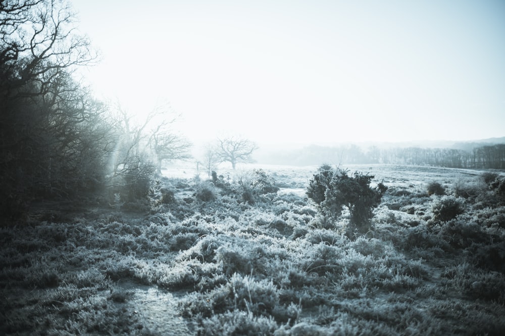 a grassy field with trees and bushes in the background