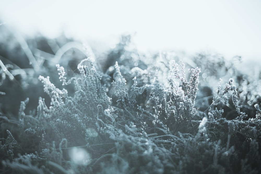 a close up of a bunch of plants covered in ice