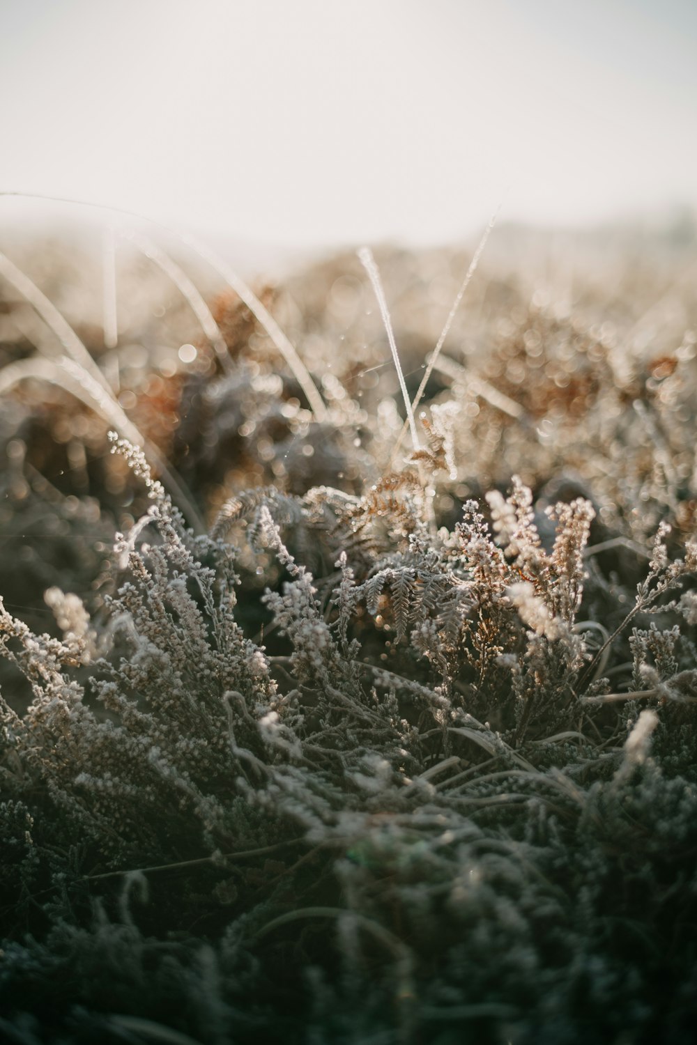 a field of grass covered in frost on a sunny day