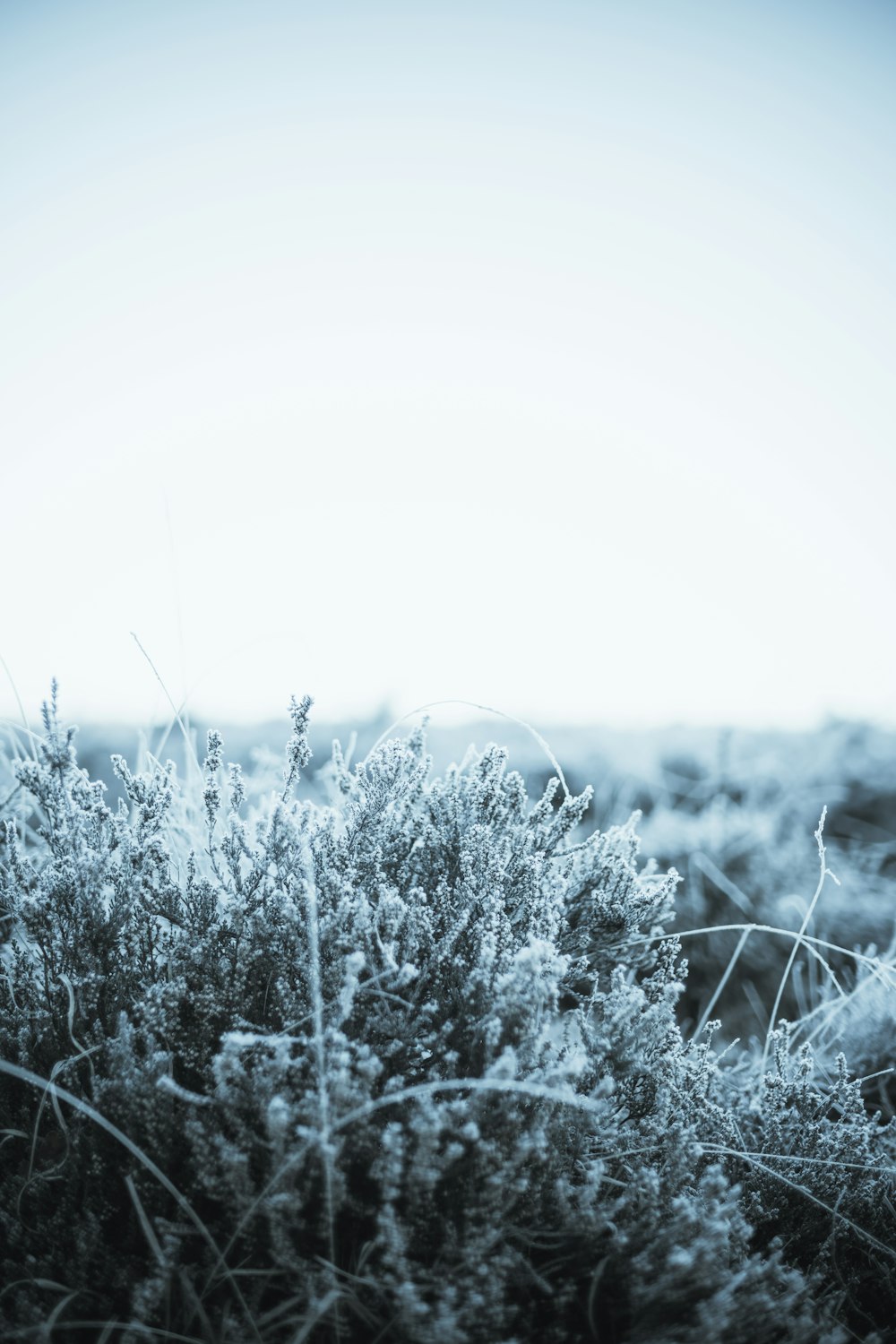 a black and white photo of a bush covered in frost