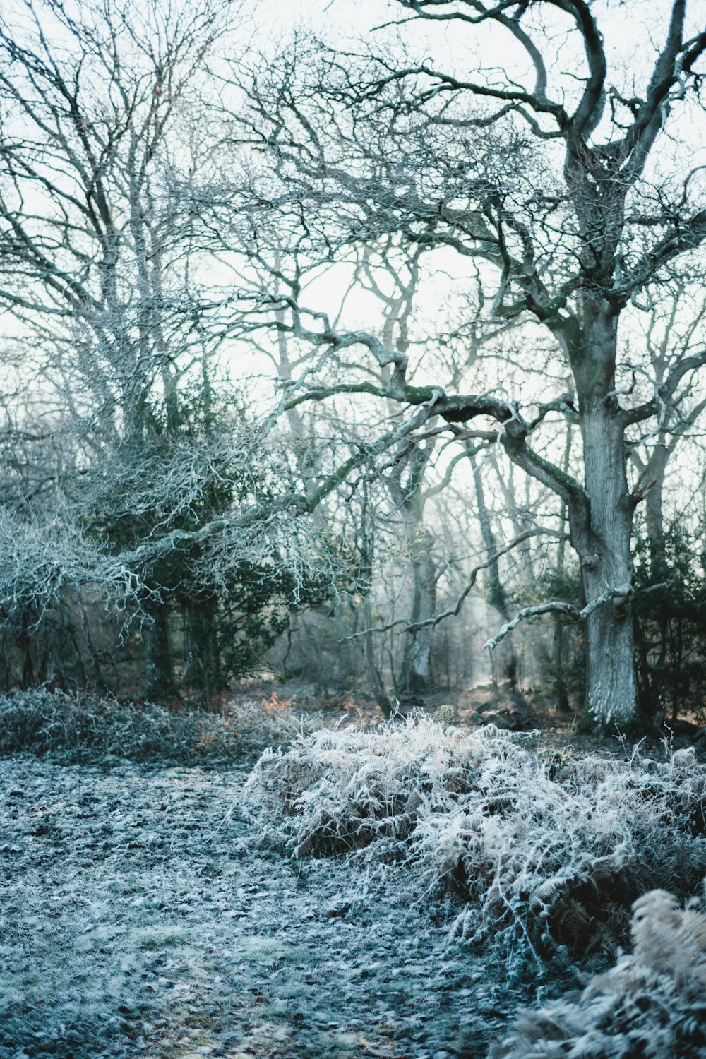 a field covered in snow next to a forest