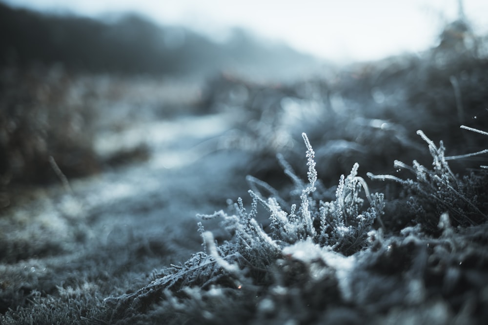 a close up of a plant with frost on it