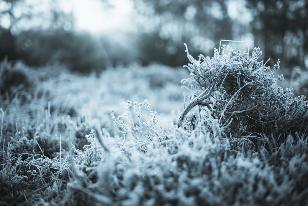 a bunch of grass that is covered in ice