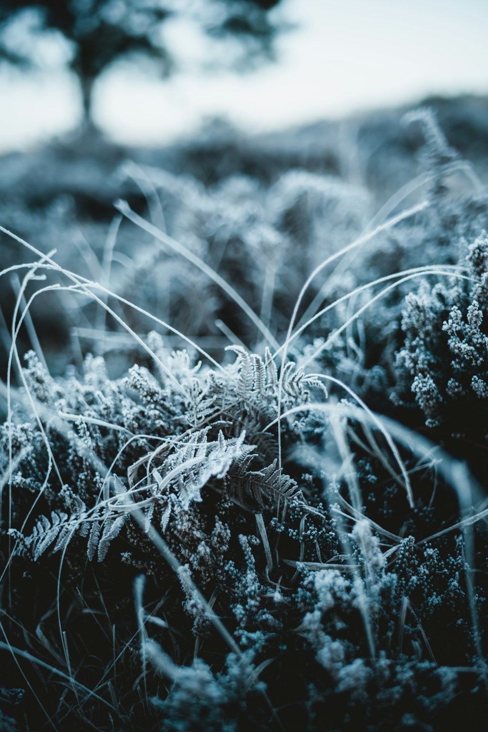 a close up of a snow covered field