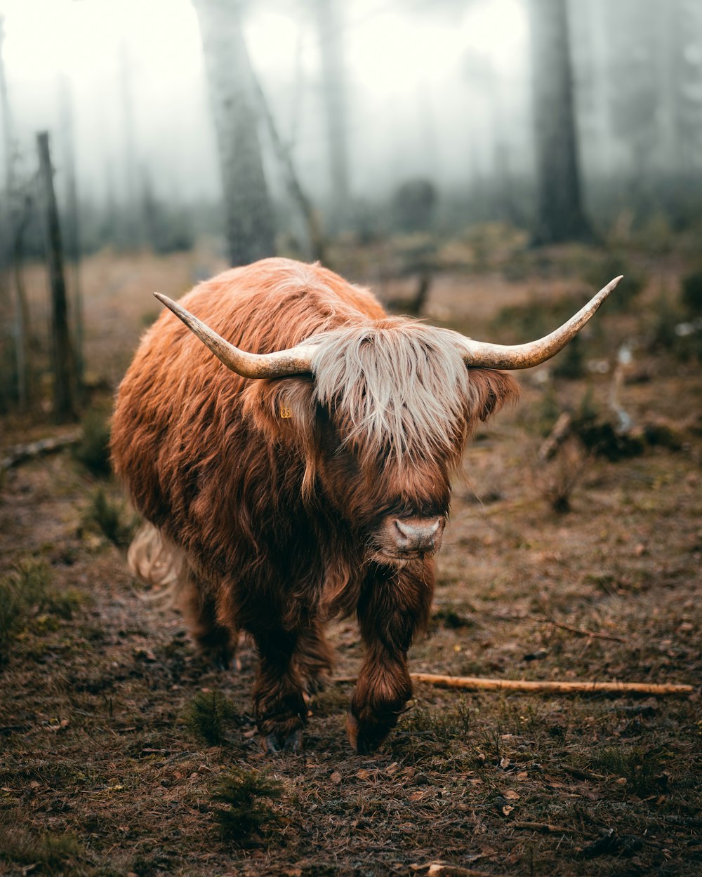 a yak with long horns walking through a forest