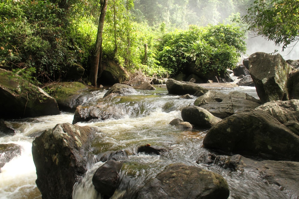 a river running through a lush green forest