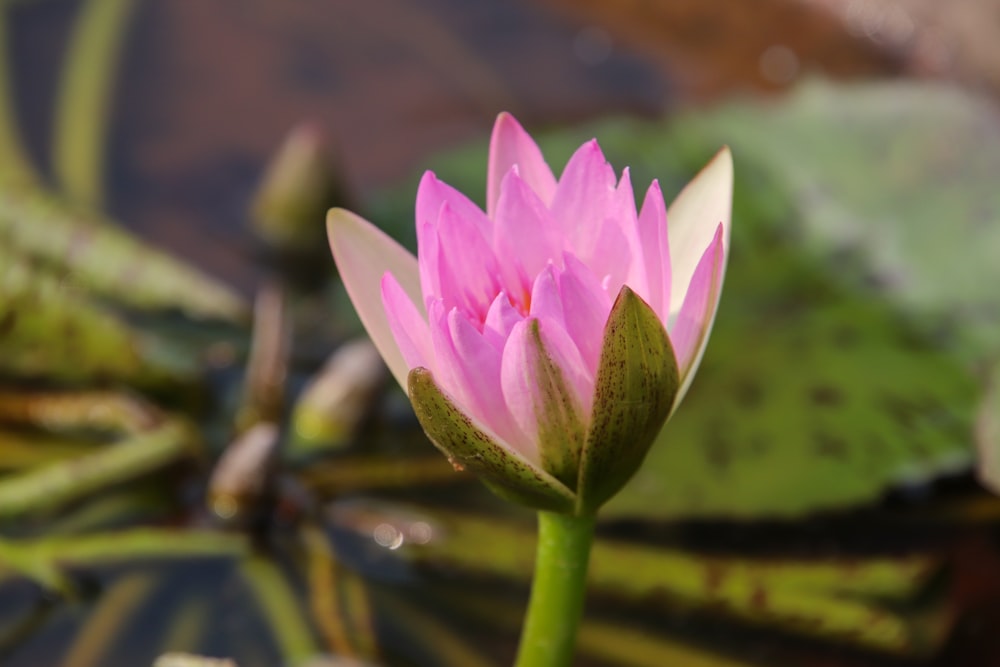 a pink flower is blooming in a pond