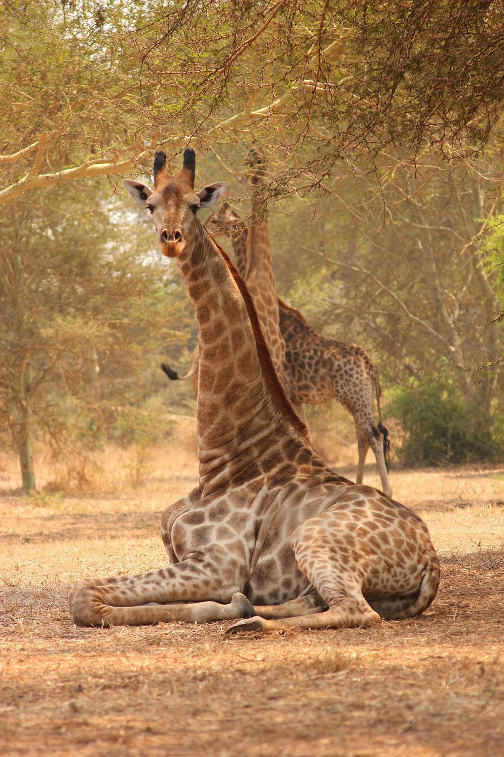 a couple of giraffe standing next to each other on a field
