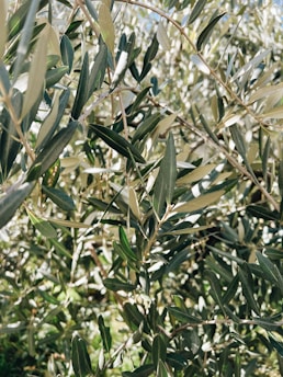 feuille d olivier, bio, bienfaits des feuilles d olivier