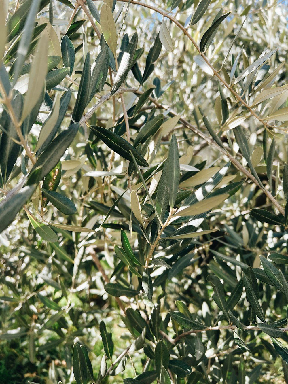 an olive tree with lots of green leaves