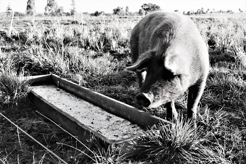 a black and white photo of a pig eating grass