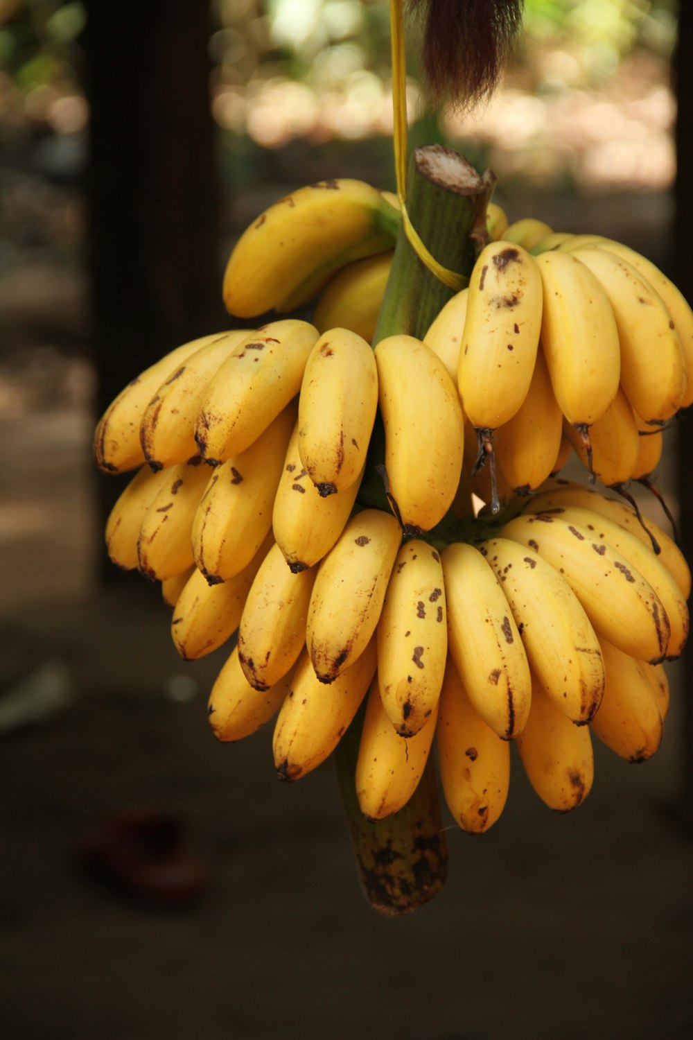 a bunch of bananas hanging from a tree