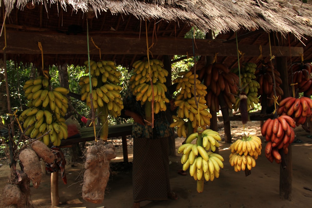 bunches of bananas hanging from a straw roof